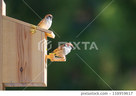 A pair of sparrows perch on the roof and perch of a wooden nest box, observing their surroundings. A pair of sparrows perch on the roof and perch of a wooden nest box, observing their surroundings. 138959617