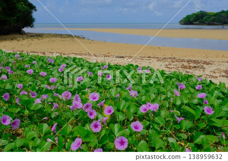 Gunpai morning glory blooms at the mouth of the Fukido River Gunpai morning glory blooms at the mouth of the Fukido River 138959632