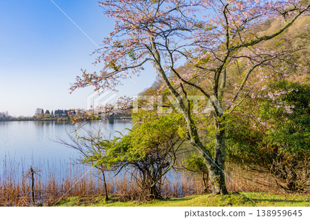 (Shizuoka Prefecture) Cherry blossoms in bloom on the shores of Lake Tanuki 138959645