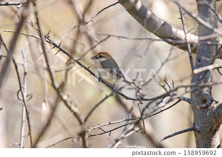 Shrike (Lanius bucephalus), female, a wild bird of Hokkaido. Shrike (Lanius bucephalus), female, a wild bird of Hokkaido. 138959692