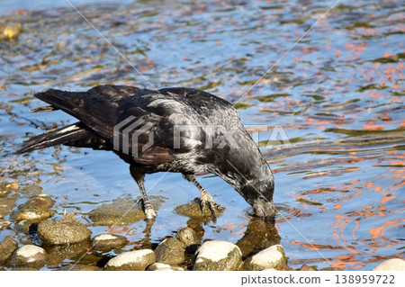 A carrion crow drinking water A carrion crow drinking water 138959722