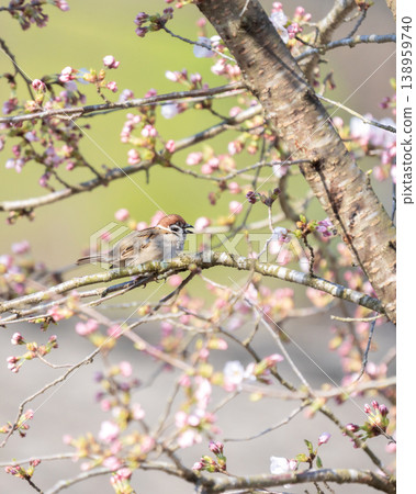 A spring sparrow perched on a cherry tree branch, singing. A spring sparrow perched on a cherry tree branch, singing. 138959740