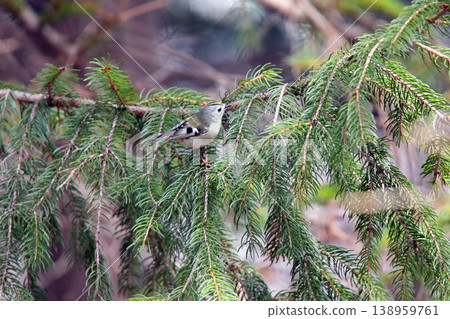 金冠夜鷹（Regulus regulus），北海道的一種野生鳥類 138959761