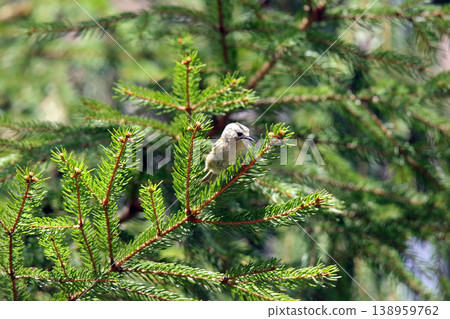 金冠夜鷹（Regulus regulus），北海道的一種野生鳥類 138959762
