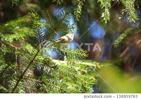 金冠夜鷹(Regulus regulus),北海道的一種野生鳥類 金冠夜鷹(Regulus regulus),北海道的一種野生鳥類 138959763