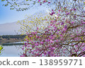 Purple azaleas blooming on the shores of Lake Tanuki (Shizuoka Prefecture) and Mount Fuji 138959771