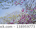 Purple azaleas blooming on the shores of Lake Tanuki (Shizuoka Prefecture) and Mount Fuji 138959773