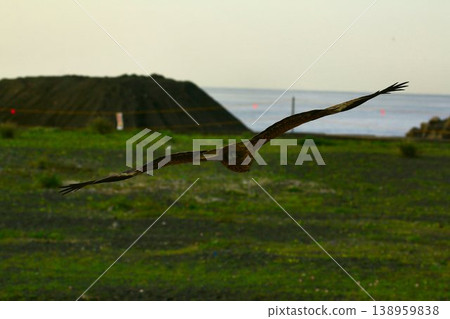A kite spreading its large wings and flying through the sky... 138959838