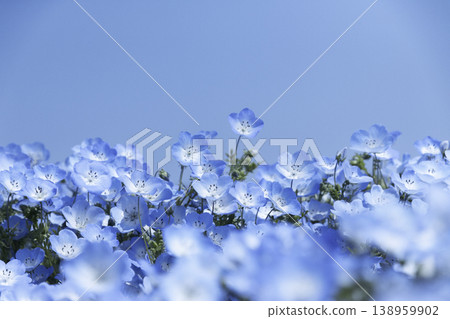 Nemophila flowers at Hitachi Seaside Park: A field of flowers blooming under a blue sky, creating a soft, blurred spring landscape. Nemophila flowers at Hitachi Seaside Park: A field of flowers blooming under a blue sky, creating a soft, blurred spring landscape. 138959902