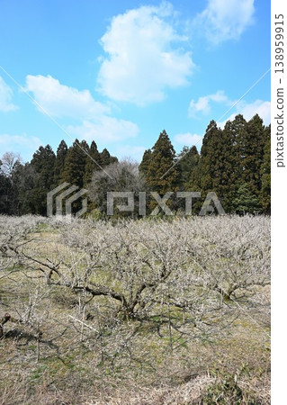 盛開的梅花遍佈田上梅花公園(新潟縣田上町)。 盛開的梅花遍佈田上梅花公園(新潟縣田上町)。 138959915