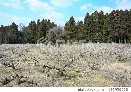 盛開的梅花遍佈田上梅花公園(新潟縣田上町)。 盛開的梅花遍佈田上梅花公園(新潟縣田上町)。 138959916