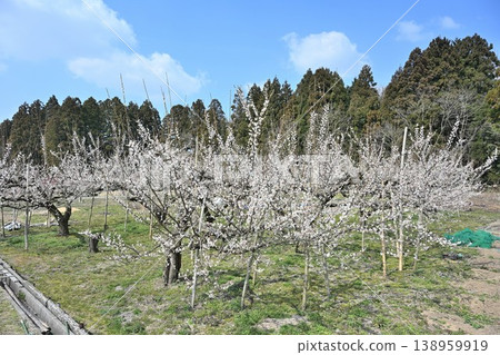 盛開的梅花遍佈田上梅花公園（新潟縣田上町）。 138959919
