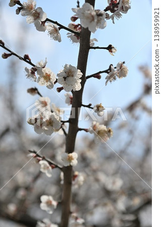 盛開的梅花遍佈田上梅花公園（新潟縣田上町）。 138959921