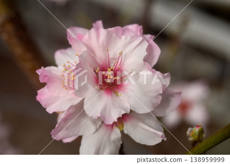 Almond flower 138959999