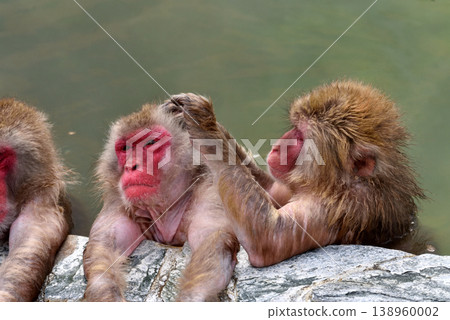 Hot spring monkey Hot spring monkey 138960002