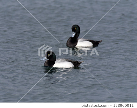 Kinkrochasshuro 138960011