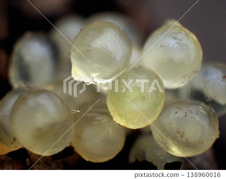 Slug eggs Slug eggs 138960016