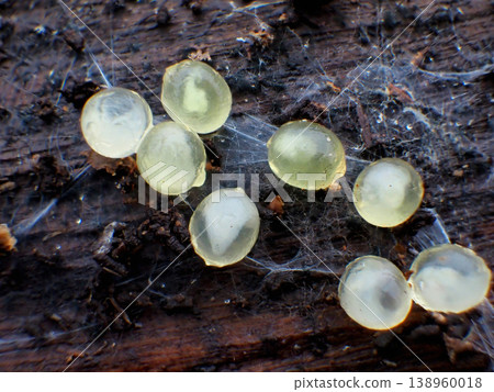 Slug eggs Slug eggs 138960018