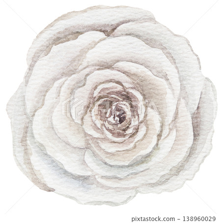Watercolor ivory rose flower, isolated illustration, floral wedding and greeting element Watercolor ivory rose flower, isolated illustration, floral wedding and greeting element 138960029