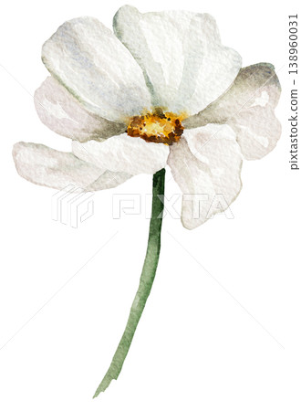 Watercolor cream wildflower, isolated illustration, romantic floral wedding stationery element Watercolor cream wildflower, isolated illustration, romantic floral wedding stationery element 138960031
