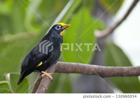 Golden-crested Myna, Ampeliceps coronatus, perched on a branch 138960054