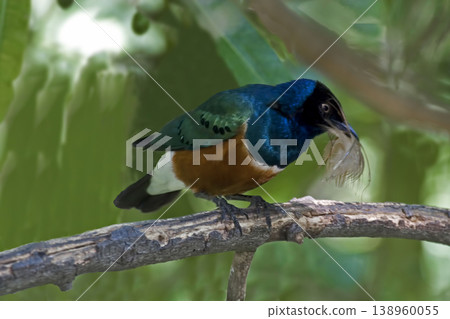 Superb Starling, Aplonis magna, perched on a branch Superb Starling, Aplonis magna, perched on a branch 138960055