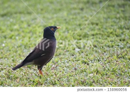 Common Myna, Acridotheres tristis, on the ground 138960056