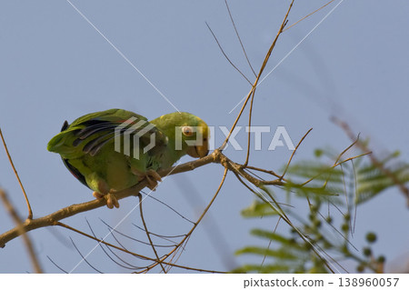 View of Yellow-crowned Parrot, Amazona ochrocephala, perched in tree View of Yellow-crowned Parrot, Amazona ochrocephala, perched in tree 138960057