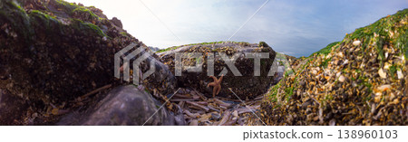 Starfish on Rocky Shoreline in Tide Pools with Shells and Seaweed Under Calm Sky Starfish on Rocky Shoreline in Tide Pools with Shells and Seaweed Under Calm Sky 138960103
