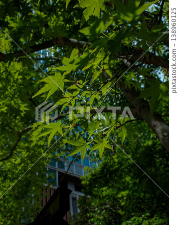 Summer maple Summer maple 138960125