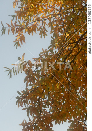 autumn trees in the park, yellow maple leaves and cypresses on a sunny day. soft effect. autumn trees in the park, yellow maple leaves and cypresses on a sunny day. soft effect. 138960136