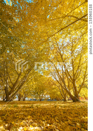 Yellow leaves and fallen leaves of ginkgo biloba 138960188