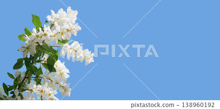 White Exochorda Pearlbush Blossoms Against Blue Sky Spring Background 138960192