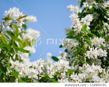 White Exochorda Pearlbush Blossoms Against Blue Sky Spring Background 138960193