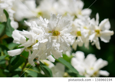 White Exochorda Pearlbush Blossom Close-Up in Spring Garden Light White Exochorda Pearlbush Blossom Close-Up in Spring Garden Light 138960194