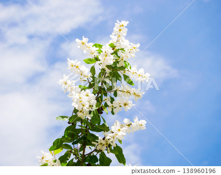 White Exochorda Pearlbush Blossoms Against Blue Sky Spring Background 138960196