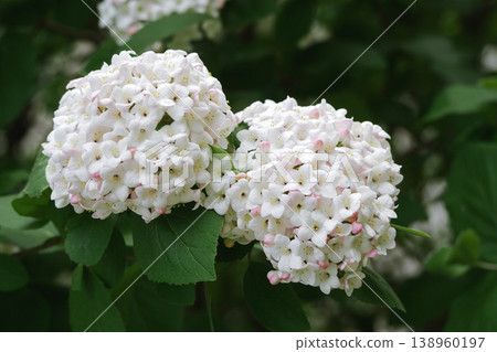 White Viburnum Blossom Cluster in Garden, Spring Floral Background White Viburnum Blossom Cluster in Garden, Spring Floral Background 138960197
