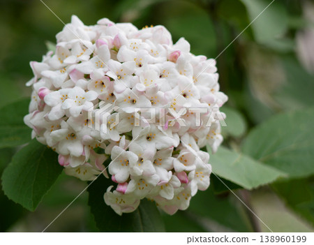 White Viburnum Blossom Cluster in Garden, Spring Floral Background White Viburnum Blossom Cluster in Garden, Spring Floral Background 138960199