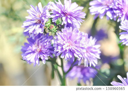 Aster,Heath Aster or Symphyotrichum ericoides L G L Nesom or new England aster or Symphyotrichum ericoides or purple aster 138960365