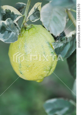lemon tree or lemon plant , lemon on the tree lemon tree or lemon plant , lemon on the tree 138960370