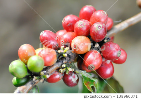 coffee cherry or coffee bean or coffee sed ,coffee beans or coffee plant 138960371