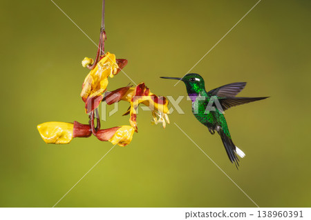 Male purple-bibbed whitetip hovers beside Mysore trumpetvine 138960391