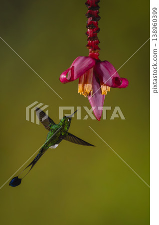 Male white-booted racket-tail flies towards banana flower Male white-booted racket-tail flies towards banana flower 138960399