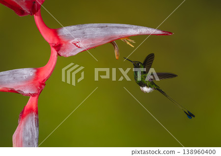 Male white-booted racket-tail flies under heliconia flower 138960400