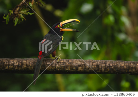 Pale-mandibled aracari opens beak on horizontal branch 138960409