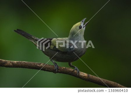 Palm tanager looks up from curved branch 138960410