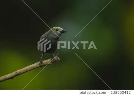 Palm tanager watches camera from thin branch Palm tanager watches camera from thin branch 138960412