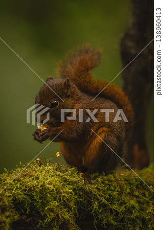 Red-tailed squirrel crouches feeding on mossy branch Red-tailed squirrel crouches feeding on mossy branch 138960413