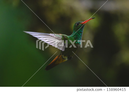 Rufous-tailed hummingbird hovers against green bokeh background Rufous-tailed hummingbird hovers against green bokeh background 138960415