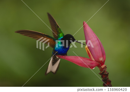 Velvet-purple coronet flaps wings on banana flower Velvet-purple coronet flaps wings on banana flower 138960420